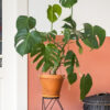⁦Monstera Deliciosa⁩ – תמונה ⁦2⁩